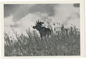  Kurische Nehrung, Elch  Elk  der Schaufler vom Meer II Elche