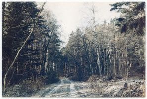 Nidden, Kreis Memel Nidden, Waldweg 