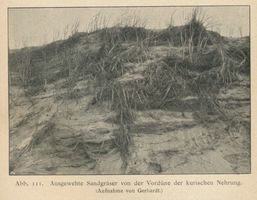  Kurische Nehrung, Ausgewehte Sandgräser von der Vordüne Kurische Nehrung, Dünen