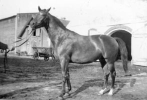 Margen Kr. Elchniederung, Gut, Kreis Elchniederung 