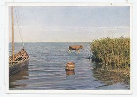  Kurische Nehrung, Elch im Haff Elche