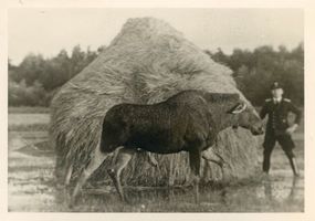 Gilge, Kreis Labiau Gilge, Elch am Rande des Naturschutzgebietes Гильге, лось у края заповедника