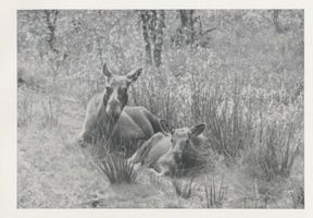  Kurische Nehrung, Elin mit Kalb Elche