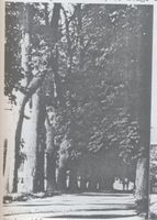 Königsberg (Pr.), Stadtkreis Königsberg Werderallee Königsberg, Werderallee später Ratslinden Königsberg, Stadtteil Amalienau