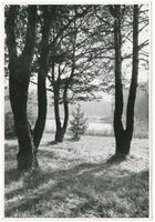  Johannisburger Heide, Heidelandschaft II 