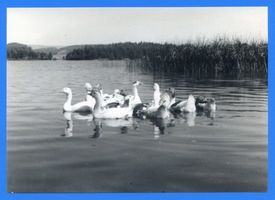 Treuburg, Kreis Treuburg Treuburg, Enten auf dem Lasseck-See III 