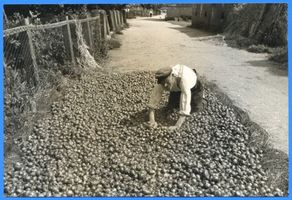 Gilge, Kreis Labiau Gilge, Zwiebelernte, Ausbreiten der Zwiebeln zum Trocknen II 