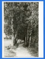  Lyck (Kreis), Birkenpromenade am Lyck-See 
