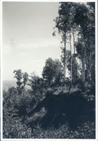 Georgenswalde, Kreis Samland Georgenswalde, Steilküste XIX Samländische Steilküste