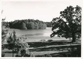 Niedersee (See), Heideneiche am Niedersee Masuren, Niedersee