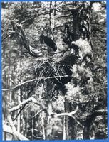  Johannisburger Heide, Schwarzstörche 