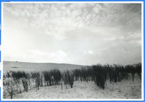  Frisches Haff bei Pillau Фришский залив у Пиллау