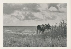  Kurische Nehrung, Elch  Elk  der Schaufler vom Meer III Куршская коса, лось-лопатник «Эльк» из моря, III