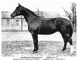 Rastenburg, Stadt, Kreis Rastenburg Sembeckstraße