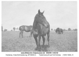 Herdenau, Kreis Elchniederung 