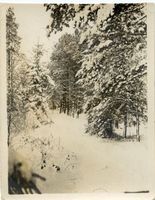  Königsberg, (Kreis) Kaporner Heide II 