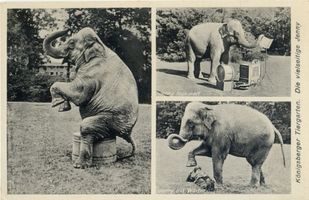 Königsberg (Pr.), Stadtkreis Königsberg Königsberg (Pr.), Tiergarten und Elefant Jenny - 3 Ansichten Кёнигсберг (Пр.), зоопарк и слониха «Дженни» — 3 вида