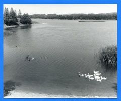 Treuburg, Kreis Treuburg Treuburg, Enten auf dem Lasseck-See 