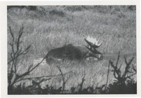  Kurische Nehrung, Elch, Elk der Schaufler, XVI Куршская коса, лось-лопатник «Эльк», XVI