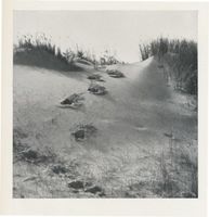  Kurische Nehrung, Elchfährten im Dünensand Куршская коса, лосиные следы на дюнном песке