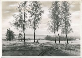  Löwentinsee. Winterlandschaft am See mit Tafelberg Masurische Seen