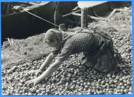 Gilge, Kreis Labiau Gilge, Zwiebelernte, Ausbreiten der Zwiebeln zum Trocknen 