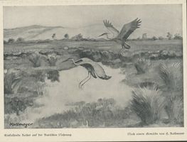  Kurische Nehrung, Einfallende Reiher (nach einem Gemälde) 