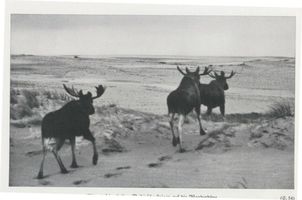  Kurische Nehrung, Elch Elk der Schaufler mit seinen zwei Beihirschen Elche