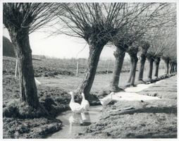 Rohren (Ostpr.), Kreis Ebenrode Rohren (Ostpr.), Kopfweiden im Vorfrühling Рорен (Вост. Пруссия), ивы с обрезанной кроной ранней весной