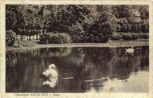 Rauschen Kr. Samland, Kreis Samland Rauschen Kr. Samland, Teich mit Schwänen 