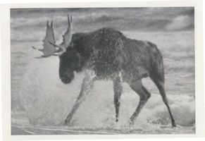  Kurische Nehrung, Elch  Elk  der Schaufler IX Elche