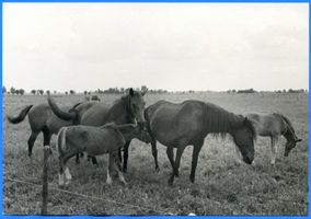 Großheidenstein, Kreis Elchniederung Großheidenstein, Stuten und Fohlen auf der Weide 
