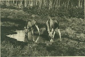  Kurische Nehrung, Elchkühe an der Tränke Куршская коса, лосихи у водопоя