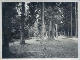  Königsberg, (Kreis) Kaporner Heide III 