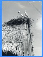  Memelgebiet; Memelländische Landschaft, Storchennest II 