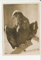 Rossitten Kr. Samland, Kreis Samland Rossitten Kr. Samland, Vogelwarte, Alter Seeadler der Vogelwarte 