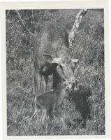  Memelgebiet, Elche, Elin mit Kalb Elche