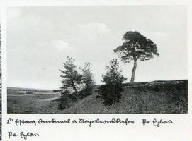 Preußisch Eylau, Kreis Preußisch Eylau Preußisch Eylau, Napoleonskiefer Пройсиш-Эйлау, сосна Наполеона