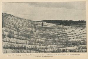 Nidden, Kreis Memel Nidden, Deckung einer Windkehle hinter der Vordüne bei Nidden durch Strauchzäune und Sandgrasstreifen Нидден, прикрытие ветровой промоины за передовой дюной у Ниддена кустарниковыми изгородями и полосами песчаной травы