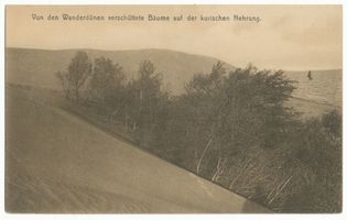  Kurische Nehrung, Die Wanderdüne vernichtet Bäume und Sträucher II Kurische Nehrung, Dünen