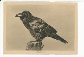 Rossitten Kr. Samland, Kreis Samland Rossitten Kr. Samland, Vogelwarte, Kolkrabe Росситтен, р-н Самбия, орнитологическая станция, ворон