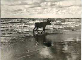  Kurische Nehrung, Elch am Ostseestrand Куршская коса, лось на балтийском берегу