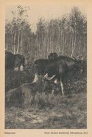  Kurische Nehrung, Elchgruppe 