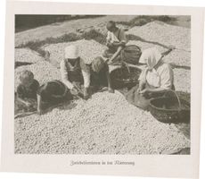  Elchniederung, Zwiebelsortieren Elchniederung, Landwirtschaft - Höfe, Arbeit und Leben
