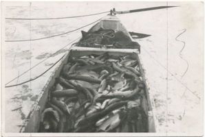  Mauersee bei Steinort, Boot mit Hechten Мауэрзее у Штайнорта, лодка со щуками