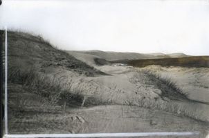  Kurische Nehrung,  Kämpfendes Gras im Dünensand Kurische Nehrung, Dünen