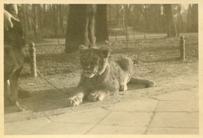 Königsberg (Pr.), Stadtkreis Königsberg Königsberg (Pr.), Tiergarten, Junger Löwe Кёнигсберг (Пр.), зоопарк, львёнок