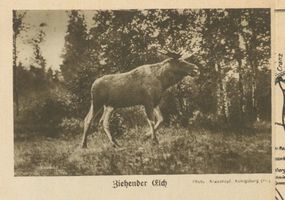 Georgenswalde, Kreis Samland Georgenswalde, Ziehender Elch Elche