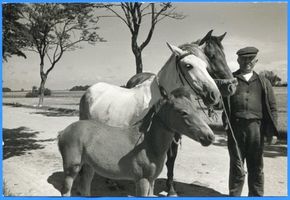  Memel, Bauer mit Pferden II Мемель, крестьянин с лошадьми, II