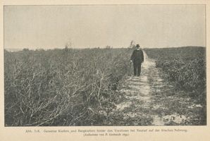 Neutief, Kreis Samland Neutief, Gemeine Kiefern und Bergkiefern hinter den Vordünen bei Neutief Нойтиф, обыкновенные сосны и горные сосны за передовыми дюнами у Нойтифа